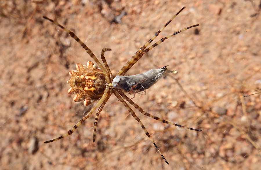 Araneidae Garden Orb-Web Spider Reginald Christiaan DSCF111 900.jpg