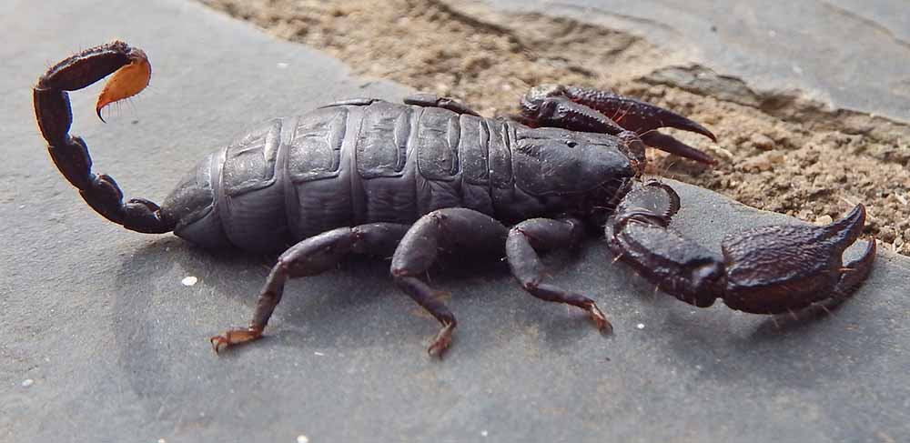 Black rock scorpion Opisthacanthus capensis Reginald Christiaans DSCF6133 1000.jpg