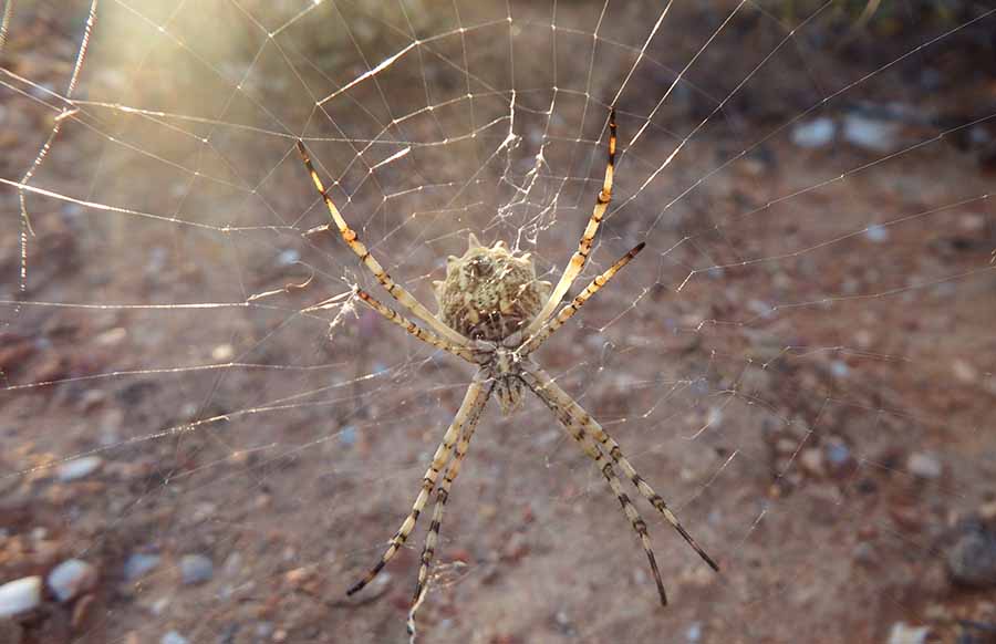 Araneidae Garden Orb-Web Spider Reginald Christiaan DSCF 188 900.jpg
