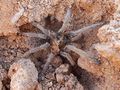 Theraphosidae-Bobbejaanspinnekop-Namaqua National Park DSCF7583 700.jpg