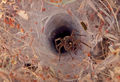 Agelenidae sp Funnel-web Spider Reginald Christiaan DSCF 030 Detail 900.jpg
