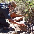 Reginald Christiaan Eugene Kordom Namaqua-National-Park DSCF6579 393h.jpg