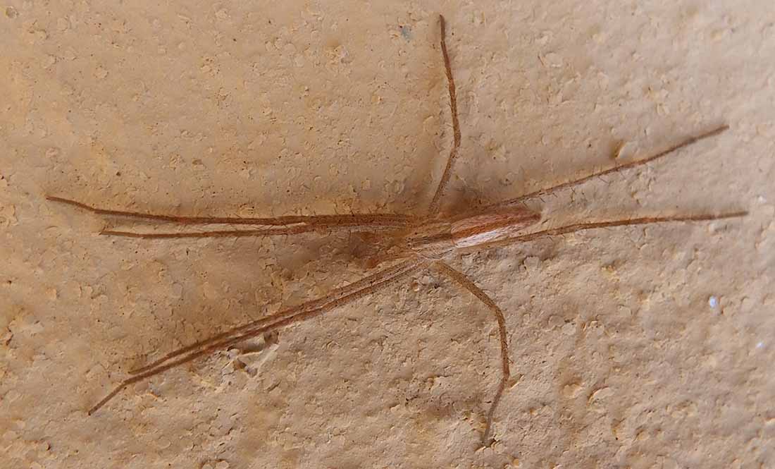 Tibellus minor Philodromidae Namaqua-National-Park 040 1100.jpg